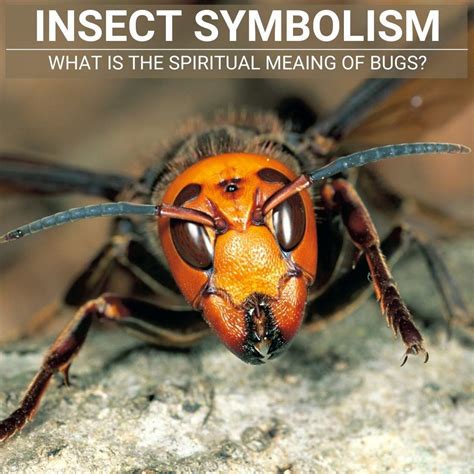 Cultural and Historical Perspectives: Bug Symbolism across Different Societies