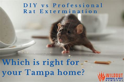 DIY vs. Professional Extermination: Weighing the Pros and Cons