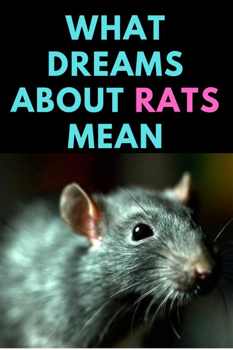 Dark and Mysterious: Decoding the Symbolism of Rats in Dreams