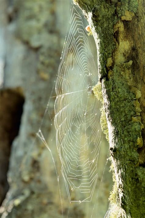 Deceptive Deceptions: The Art of Camouflage in Spider Webs