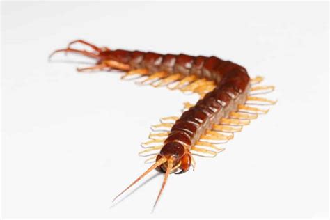 Deciphering Dream Symbolism: Unraveling the Meaning of a Centipede Emerging from the Epidermis