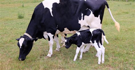 Deciphering the Hidden Significance of a Calf's Presence in Your Residence