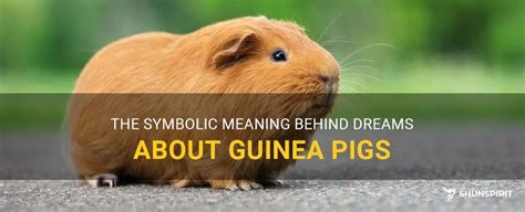 Deciphering the Significance Behind Rabbit and Guinea Pig Dreams