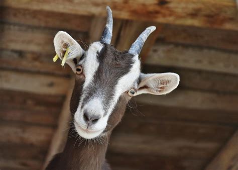 Deciphering the Significance of Goat Appearances in One's Dreams