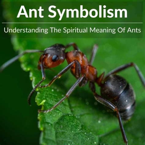 Deciphering the Symbolism: Exploring the Significance of Ant Dreams