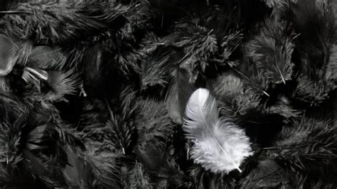 Decoding Feather Dreams: Unveiling the Meaning of Spotting a Floating Plume