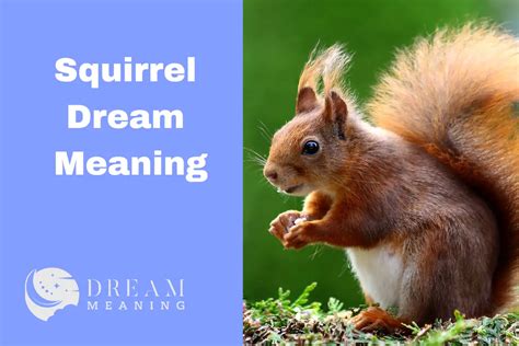 Decoding Squirrel Dreams: Exploring Their Significance in Planning and Organization