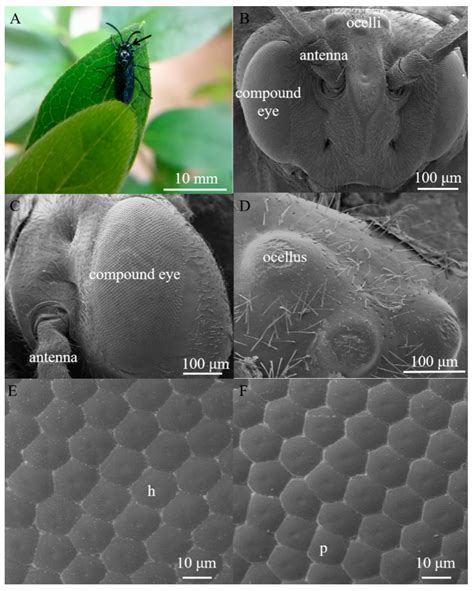 Decoding Visions of Insect Pierces: An Analytical Approach