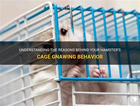 Decoding and Deciphering Your Hamster's Gnawing Vision: A Guide to Analyzing and Understanding
