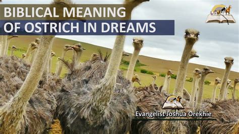 Decoding the Cryptic Significance of Slaughtering an Ostrich within the Boundaries of a Dream