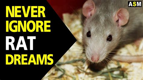 Decoding the Hidden Meanings in Rat Dreams