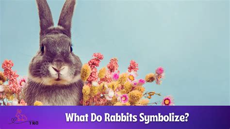 Decoding the Hidden Meanings of Rabbit Capture