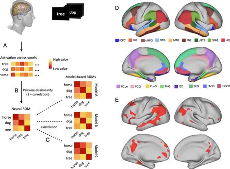 Decoding the Intricate Neural Patterns: Exploring the Neurobiological Study of Culinary Fantasies in Rodents