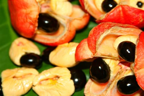 Decoding the Meaning Behind Encountering Ackee in Your Dreams