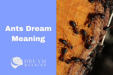 Decoding the Messages: Uncovering the Hidden Meanings of Dreams Portraying Insect Attacks