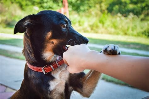 Decoding the Psychological Significance of Dreams Involving Hand Biting