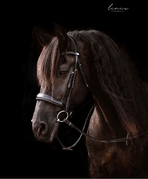 Decoding the Significance of Dreams Portraying the Demise of Equine Beings