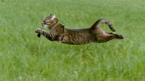 Decoding the Significance of Feline Sprinting in Oneiric Encounters