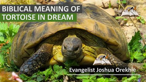 Decoding the Significance of Giant Tortoises in One's Dreams