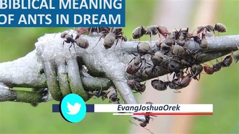 Decoding the Significance of the Appearance of Ants in One's Dreams