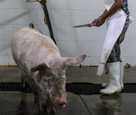 Decoding the Sinister and Aggressive Fantasies: Understanding Animal Slaughter