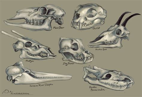 Decoding the Symbolism of Animal Skulls in Dreams