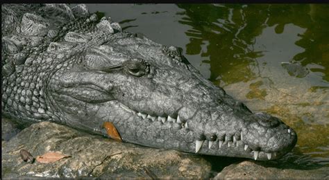 Decoding the mysterious significance of crocodile dream messages