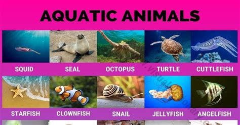 Different Types of Aquatic Fantasies