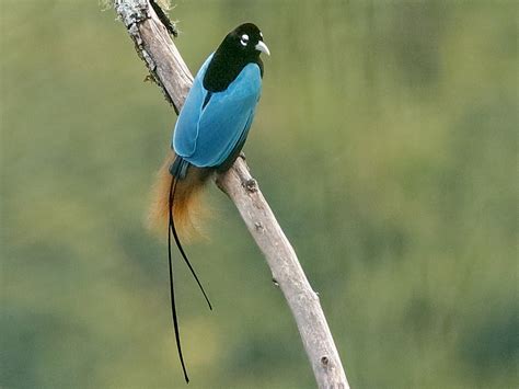 Discovering New Species: The Ongoing Research into the Enigmatic Bird Of Paradise