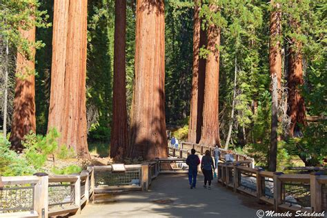 Discovering the Enchanted Forests of Mighty Sequoias