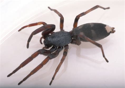 Discovering the Enigmatic White Tail Spider: Unveiling Facts and Characteristics