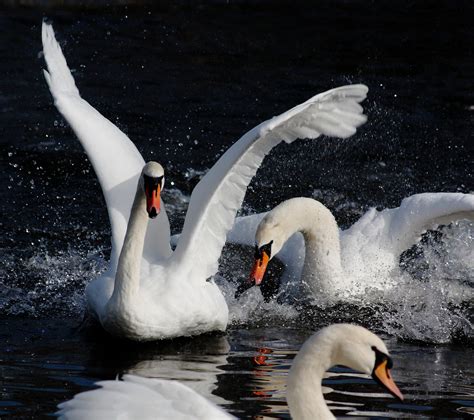 Discovering the Self through Reflections of Swan Aggression