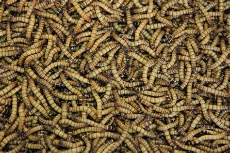 Discovering the Unexpected Splendor of Maggots in the Natural World