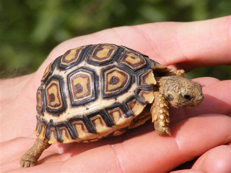 Discovering the Untapped Potential of Tortoise Reveries