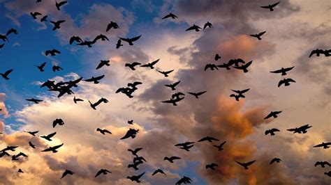 Discovering the Wonders of Bird Migration: How to Foster and Sustain this Natural Phenomenon