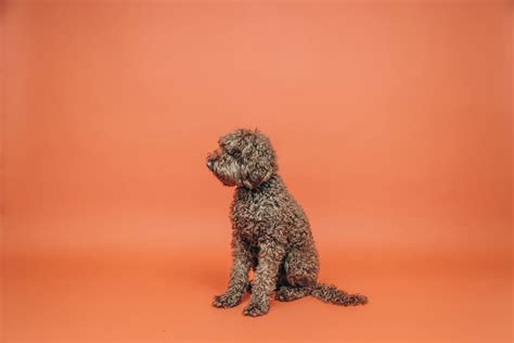 Dive into the Allure of the White Poodle: Unveiling its Fascinating History and Versatile Personality