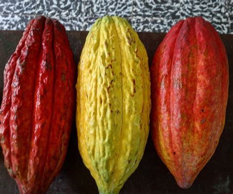 Dive into the Enchanting World of Heavenly Cacao Pods