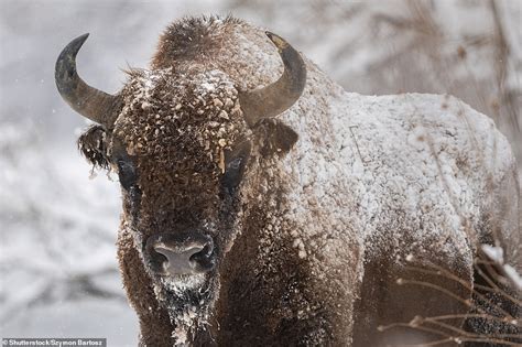 Dive into the Enchanting World of Untamed Bison