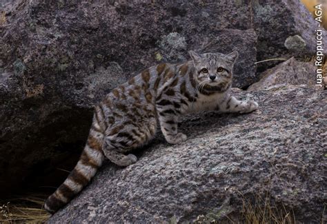 Dive into the Enigmatic Realm of Mountain Felines