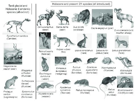 Diverse Explanations for Visions Encompassing Flying Mammals Assaults
