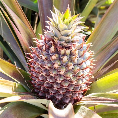 Diverse Perspectives on Dreams Involving Pineapple Trees
