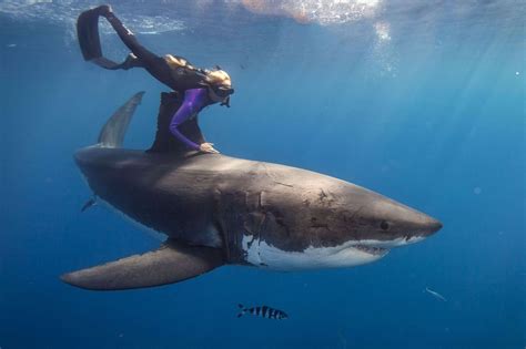 Diving into the Science Behind Shark-like Humanoid Creatures