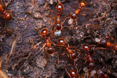 Dream Interpretation: Decoding the Significance of Crimson Ants