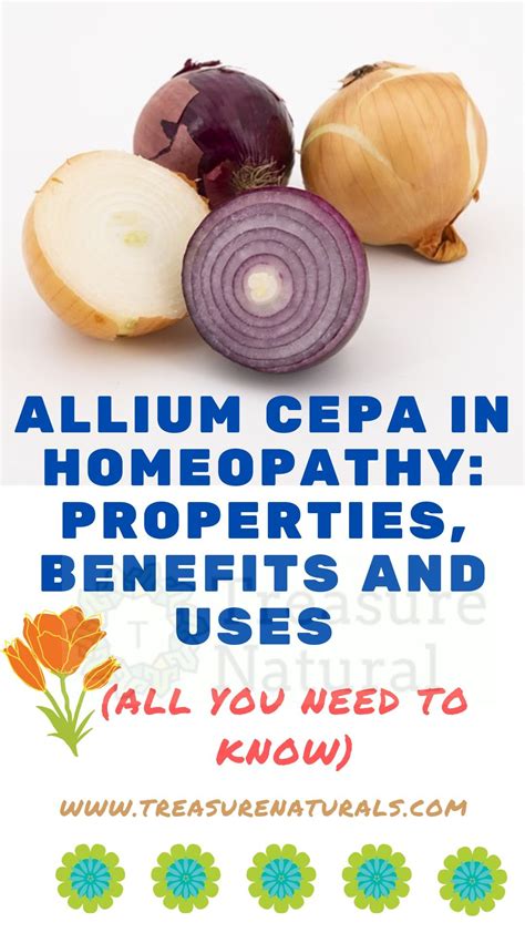 Dreaming of Cultivating Allium cepa: Insights, Approaches, and Perks