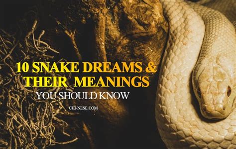 Dreaming of Snakes: Decoding the Hidden Meanings