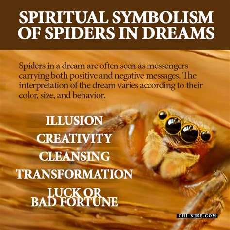 Dreaming of Tarantula Spider: Interpretations