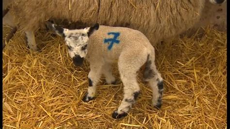 Dreaming of Welcoming a Lamb into the World: A Deep Dive into its Symbolic Significance