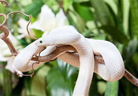 Dreaming of a White Snake: Positive or Negative?
