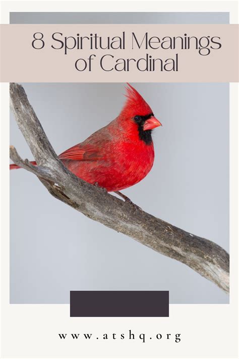 Dreaming of the Majestic Cardinal: Exploring the Symbolic Meaning