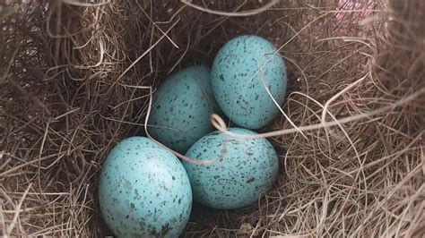 Dreams of Crow Laying Eggs: What Do They Symbolize?